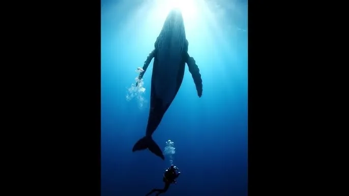 叶子户外 - 深蓝星球：探索海洋深处的未知世界